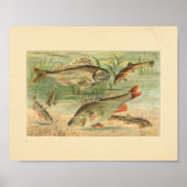 Poster Illustration couleur de l'impression de poisson d' (Devant)