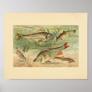Poster Illustration couleur de l'impression de poisson d'