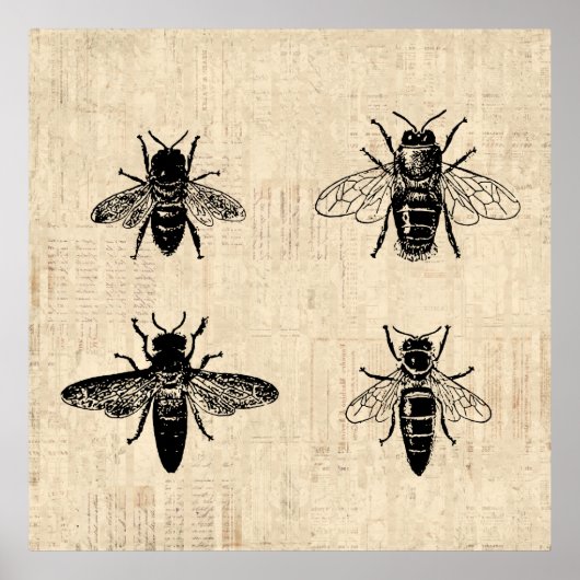 Poster Illustration d'abeilles Antique Bee Art Design Vin (Devant)