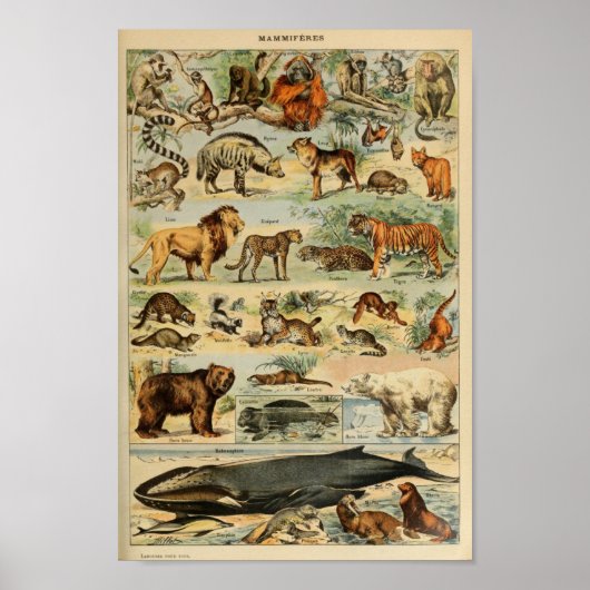 Poster Illustration d'animaux sauvages vintages (Devant)