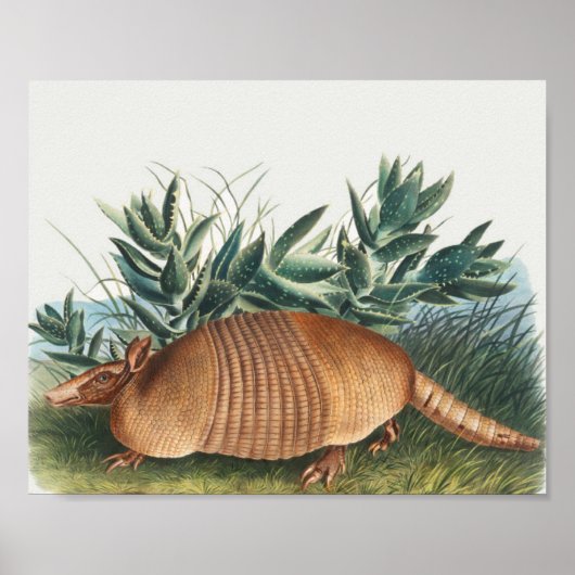 Poster Illustration d'Armadillo Vintage (Devant)