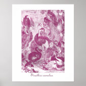 Poster Illustration d'autruche vintage Plum Struthio came (Devant)