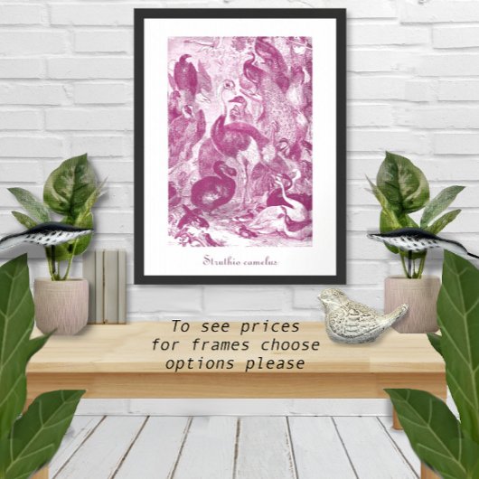 Poster Illustration d'autruche vintage Plum Struthio came