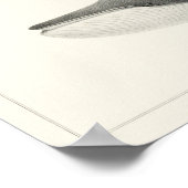 Poster Illustration de baleine vintage (Coin)