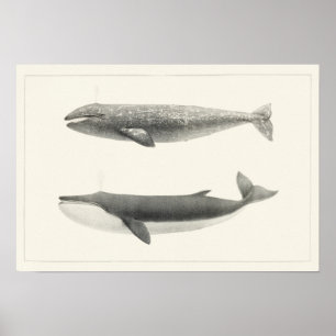 Poster Illustration de baleine vintage