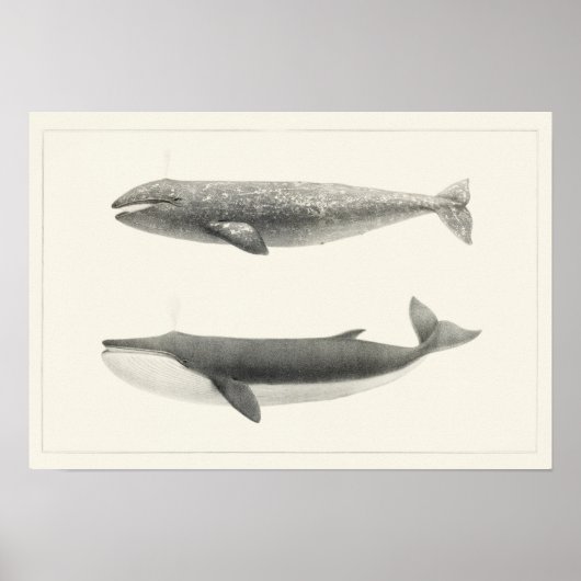 Poster Illustration de baleine vintage (Devant)
