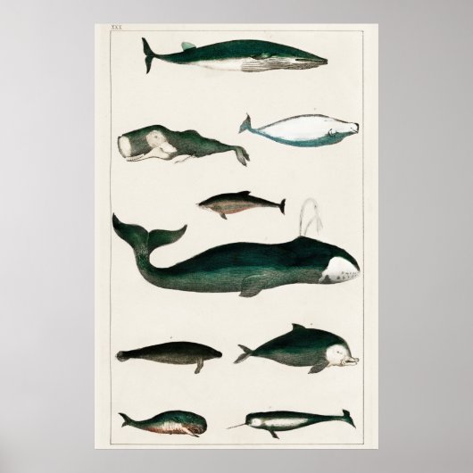 Poster Illustration de baleine vintage (Devant)