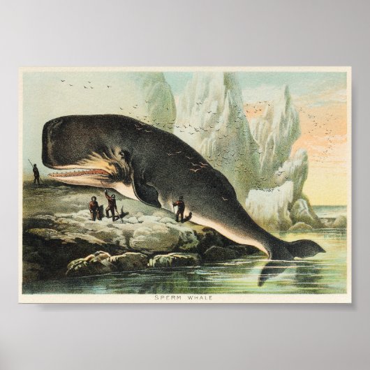 Poster Illustration de baleine vintage (Devant)