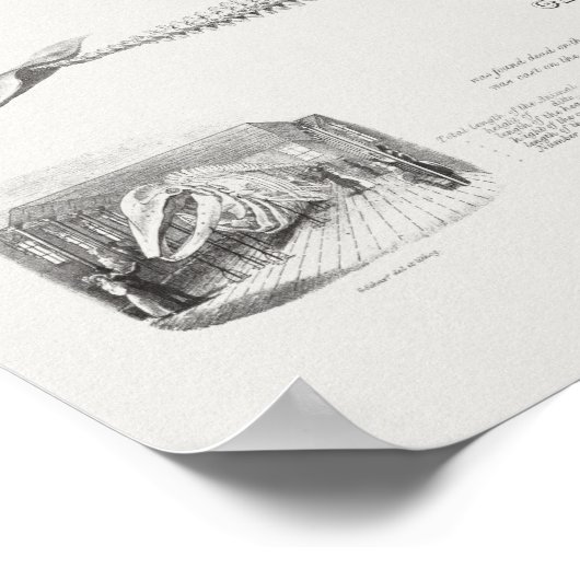 Poster Illustration de baleine vintage (Coin)
