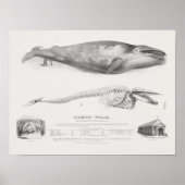 Poster Illustration de baleine vintage (Devant)