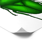 Poster Illustration de bug Mecynorhina torquata (Coin)