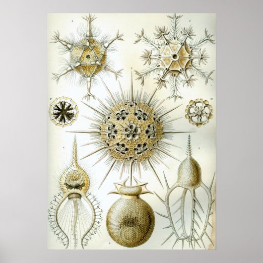 Poster Illustration de calmar vintage (Devant)