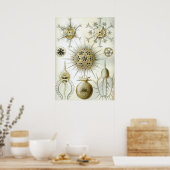 Poster Illustration de calmar vintage (Cuisine)