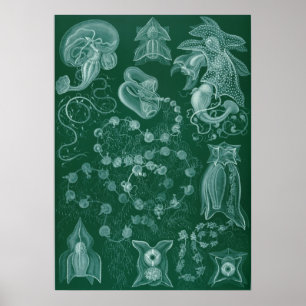 Poster Illustration de calmar vintage