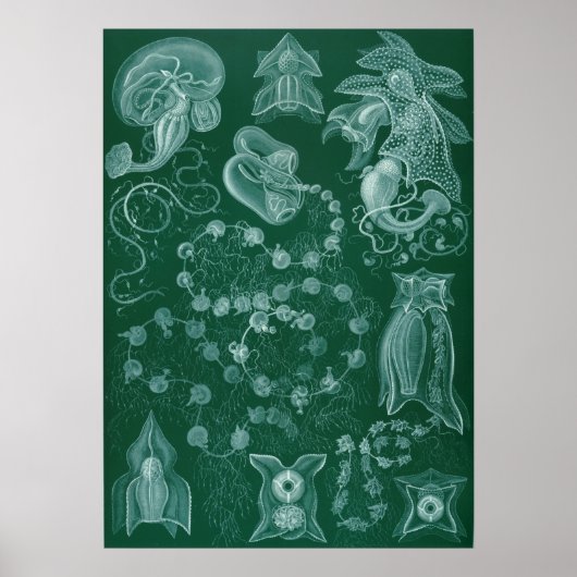 Poster Illustration de calmar vintage (Devant)