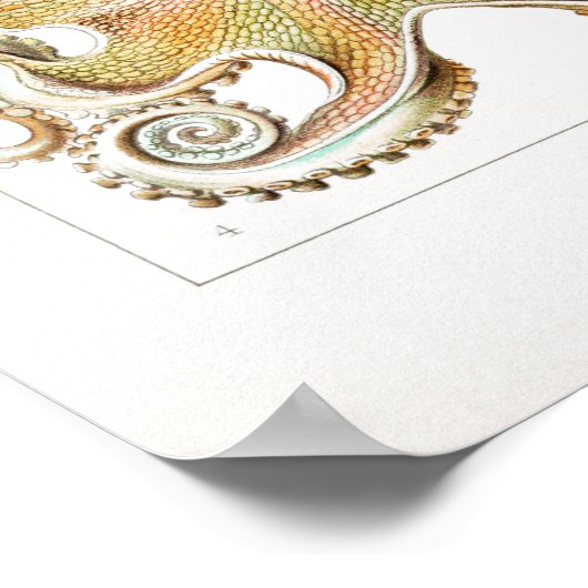 Poster Illustration de calmar vintage/poulpe (Coin)