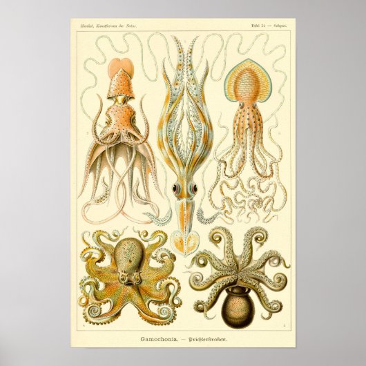 Poster Illustration de calmar vintage/poulpe (Devant)