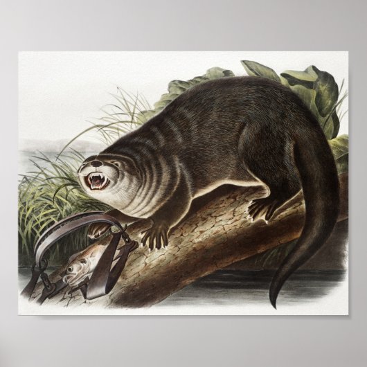 Poster Illustration de Canada Otter (Lutra Canadensis) (Devant)
