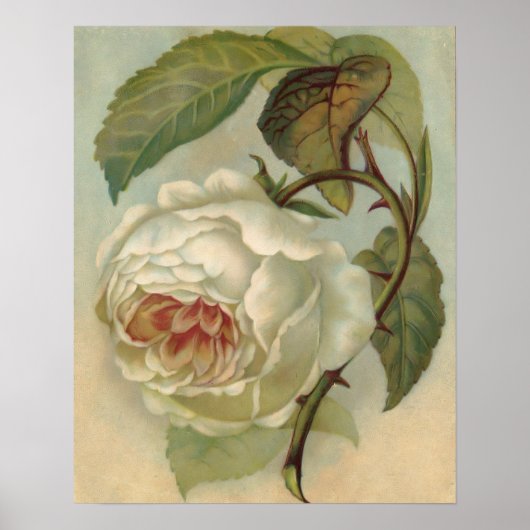 Poster Illustration de carte postale Rose victorienne (Devant)
