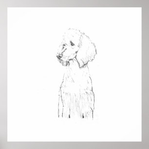 Poster Illustration de chien Caniche Standard