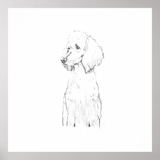 Poster Illustration de chien Caniche Standard (Devant)