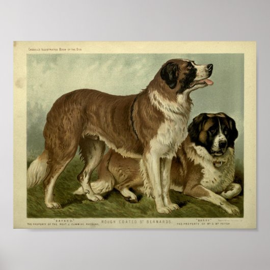 Poster Illustration de Chiens de Saint Bernard vintage (Devant)