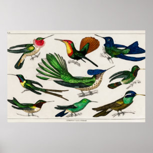 Poster Illustration de colibri vintage