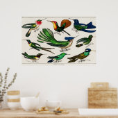 Poster Illustration de colibri vintage (Cuisine)