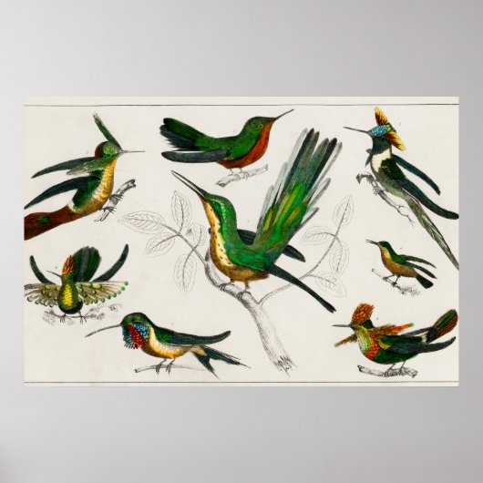 Poster Illustration de colibri vintage (Devant)