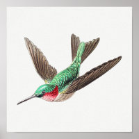 Illustration de colibri vintage
