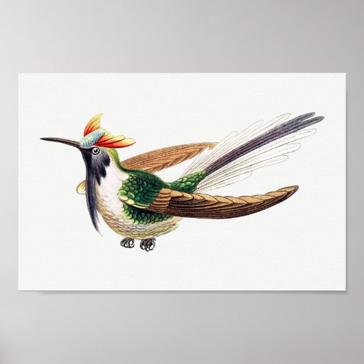 Poster Illustration de colibri vintage (Devant)