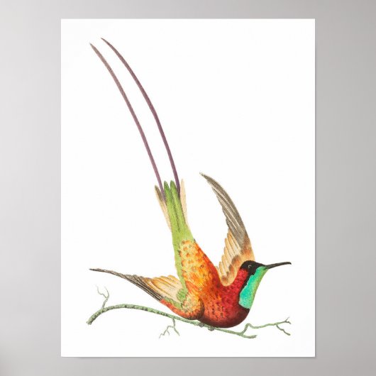 Poster Illustration de colibri vintage (Devant)