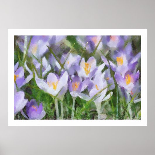 Poster Illustration de crocus de ressort (Devant)