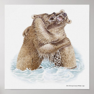 Poster Illustration de deux ours Brown combattant dans l'