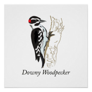 Poster Illustration de Downy Woodpecker