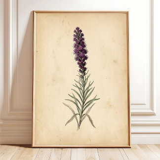 Poster Illustration de Fleur d'Étoile Brillante Vintage p
