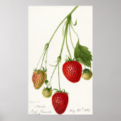 Poster Illustration de fraise vintage (Devant)