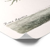 Poster Illustration de grenouille vintage (Coin)