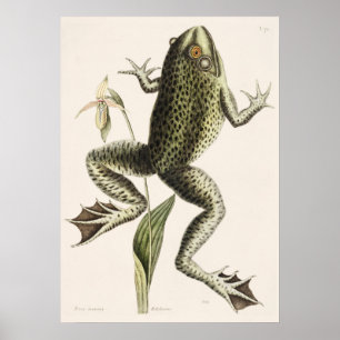 Poster Illustration de grenouille vintage