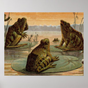 Poster Illustration de grenouilles Lily Pads Moon