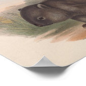 Poster Illustration de Koala vintage (Coin)