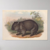 Poster Illustration de Koala vintage (Devant)
