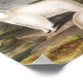 Poster Illustration de la chèvre des Rocheuses (Capra Ame (Coin)