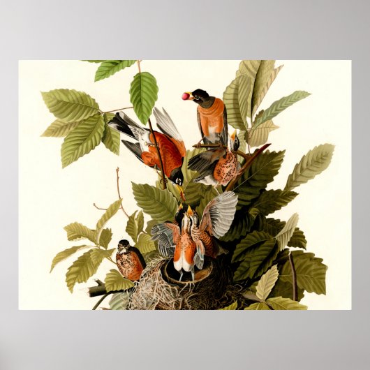 Poster Illustration de la faune de merle d'Amérique d'Aud (Devant)
