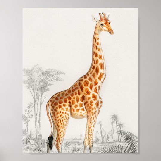 Poster Illustration De La Girafe Art Vintage Imprimer Zazzle Be