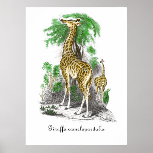 Poster Illustration de la girafe vintage Giraffa camelopa