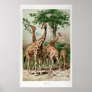 Poster Illustration de la girafe vintage Imprimer/poster