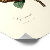 Poster Illustration de la grenade victorienne antique (Coin)