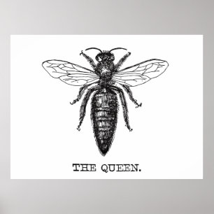 Poster Illustration de la reine abeille Dessin classique