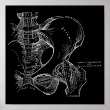 Illustration de la science de l'anatomie Pelvis bl
